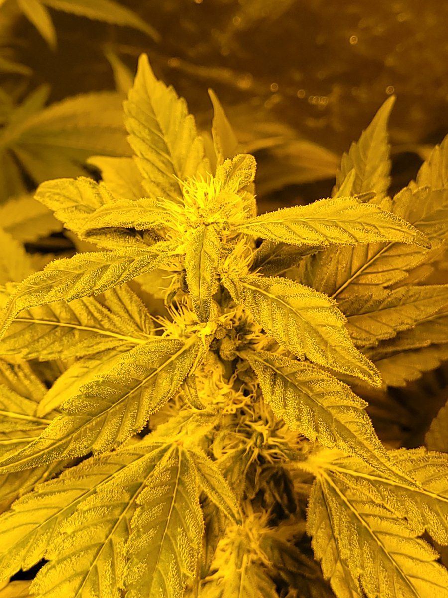 Can anybody help diagnose problem 7