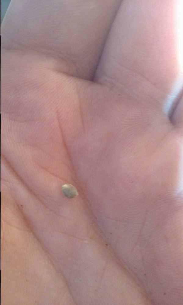 Can anybody help me identify this seed