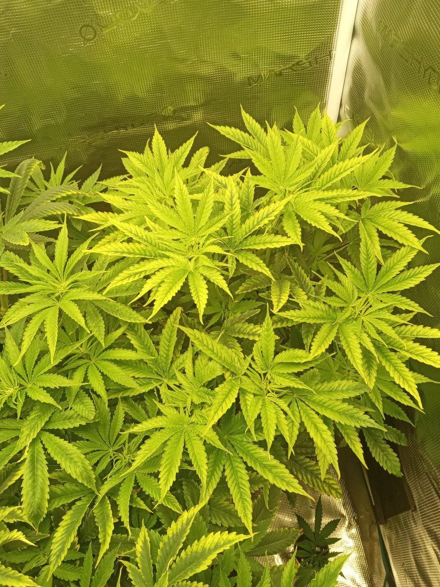 Can anybody tell me whats wrong with my plants 3
