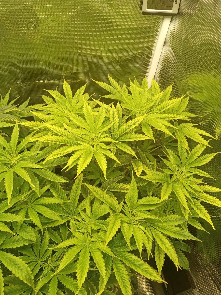 Can anybody tell me whats wrong with my plants