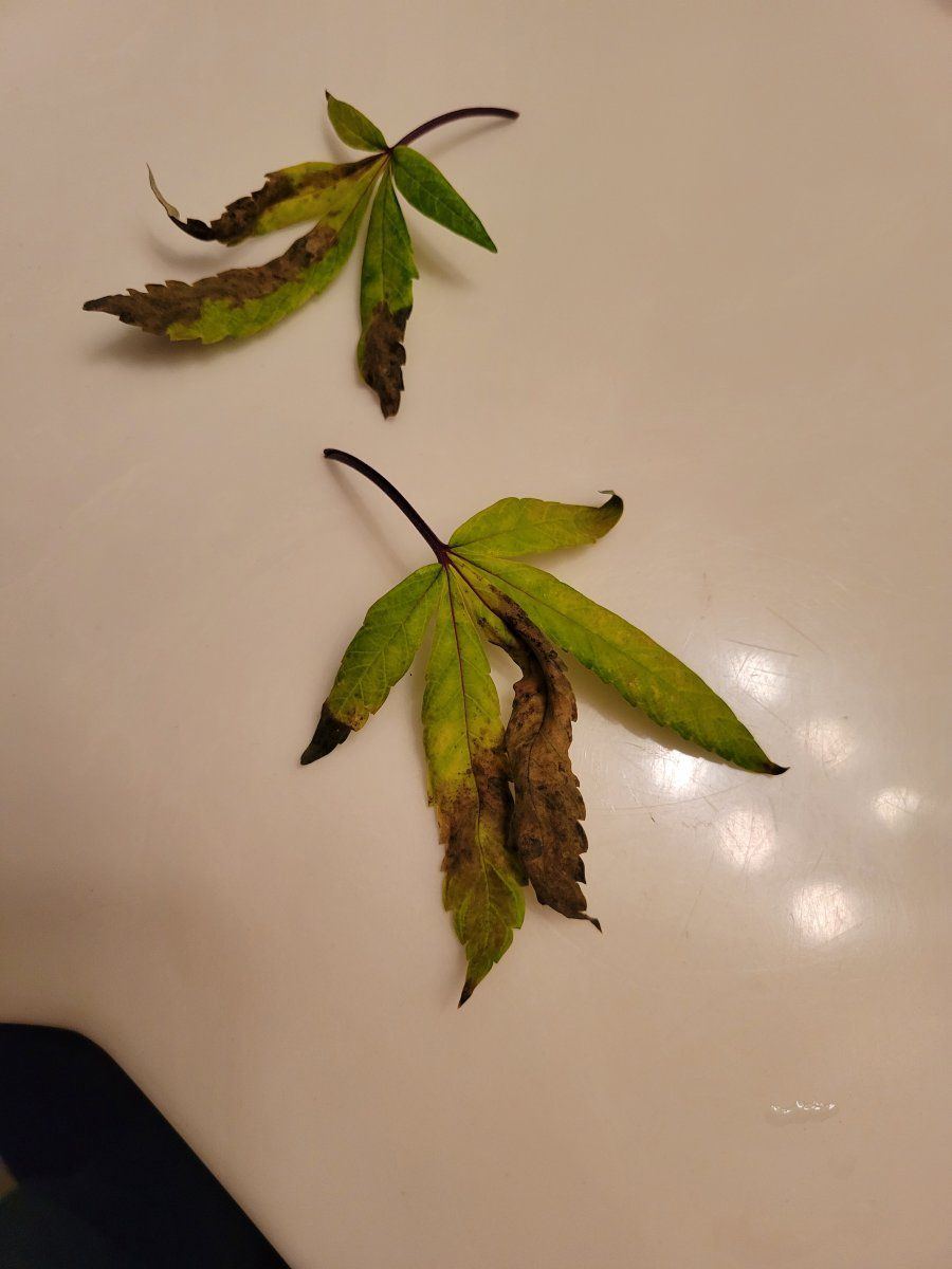 Can anyone give some advise