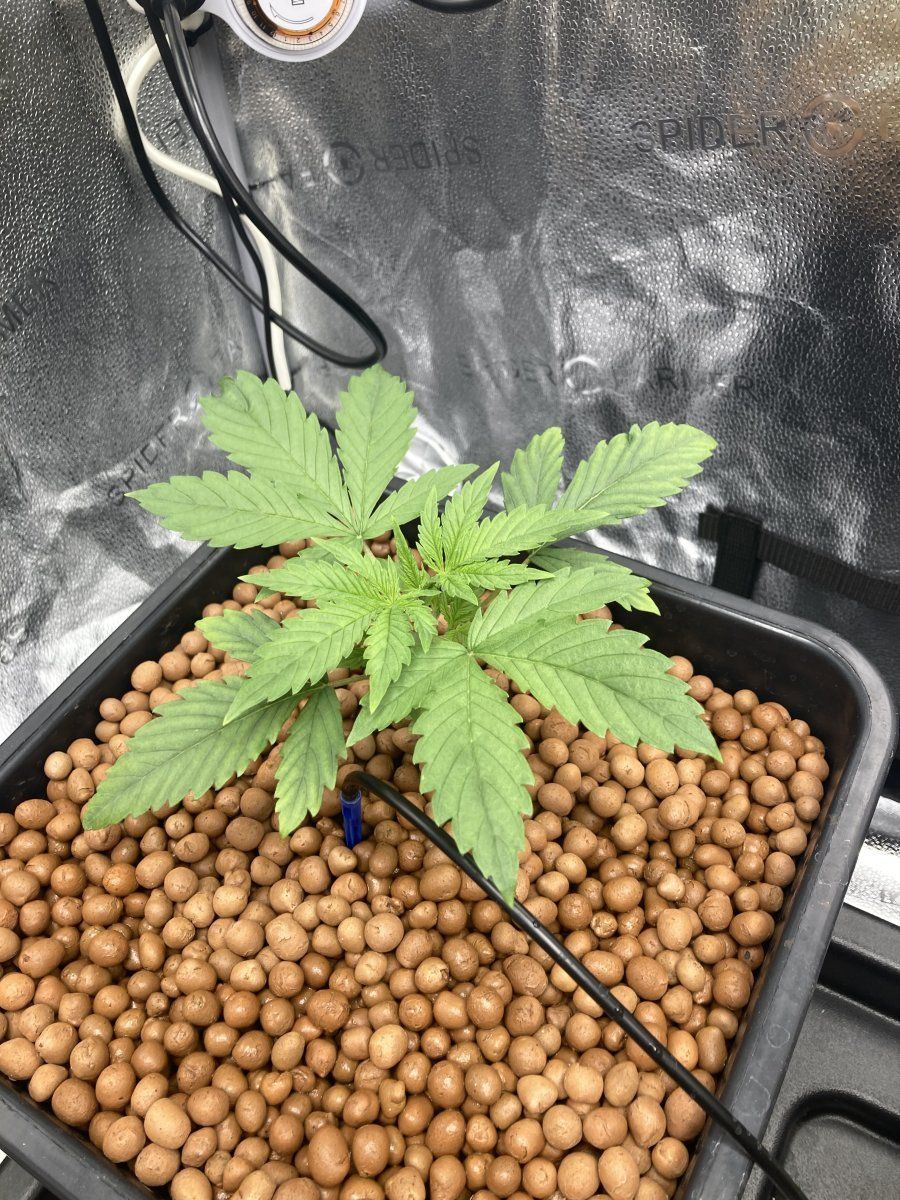 Can anyone help with this issue 3