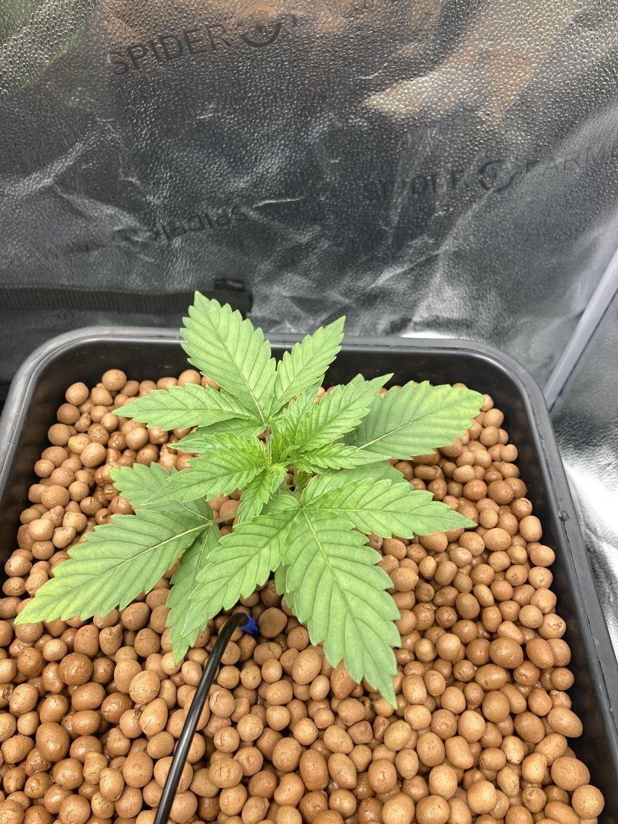 Can anyone help with this issue 4