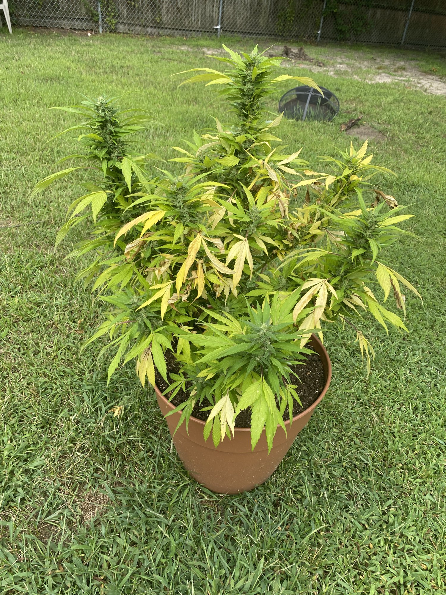 Can anyone help with this plant 5