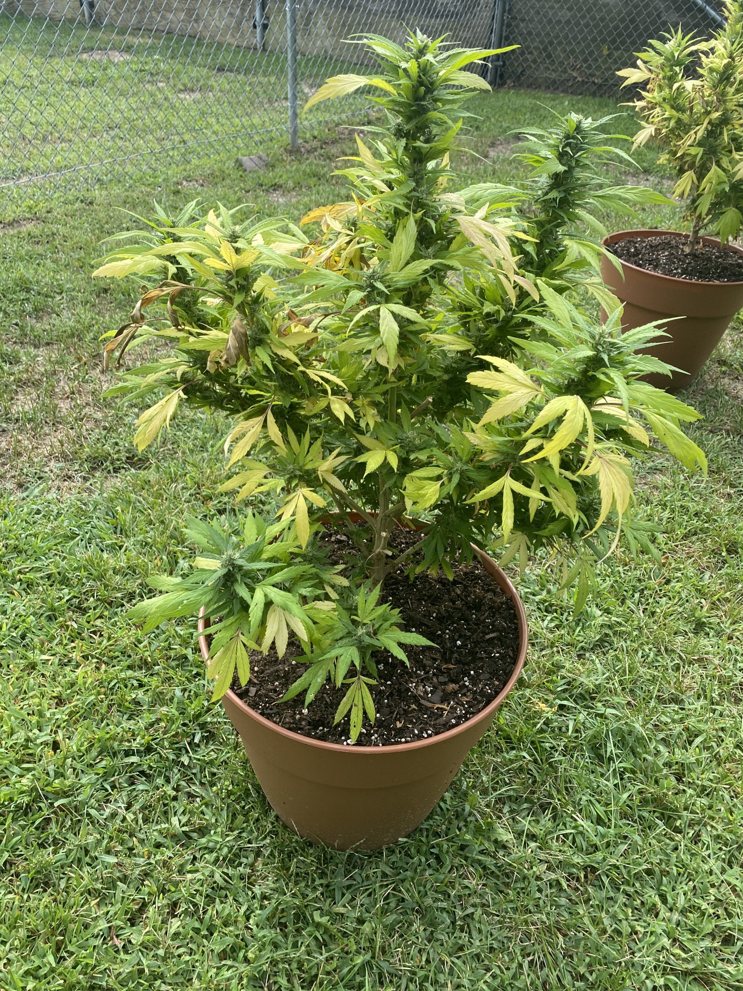 Can anyone help with this plant 6