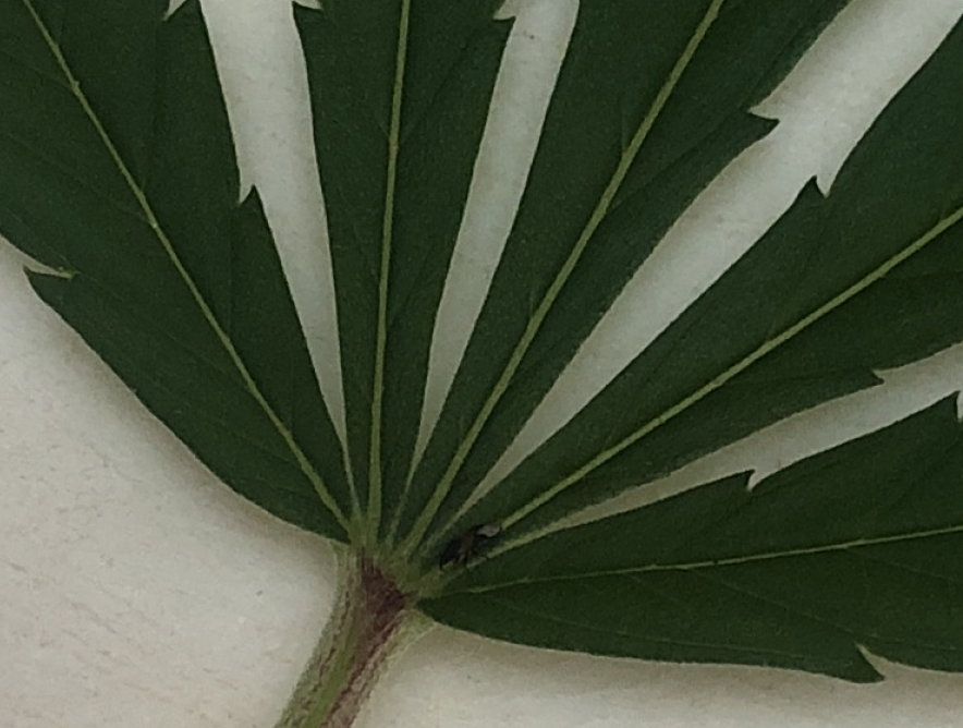 Can anyone id this tiny bug 2