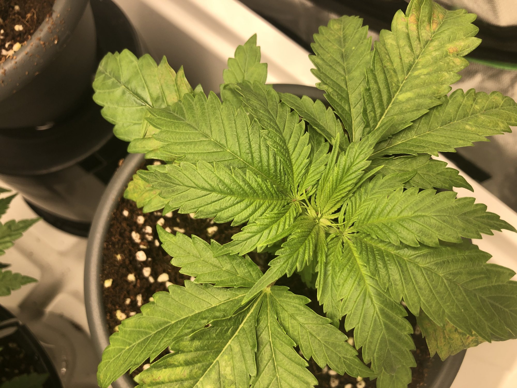 Can anyone identify the deficiency here 2