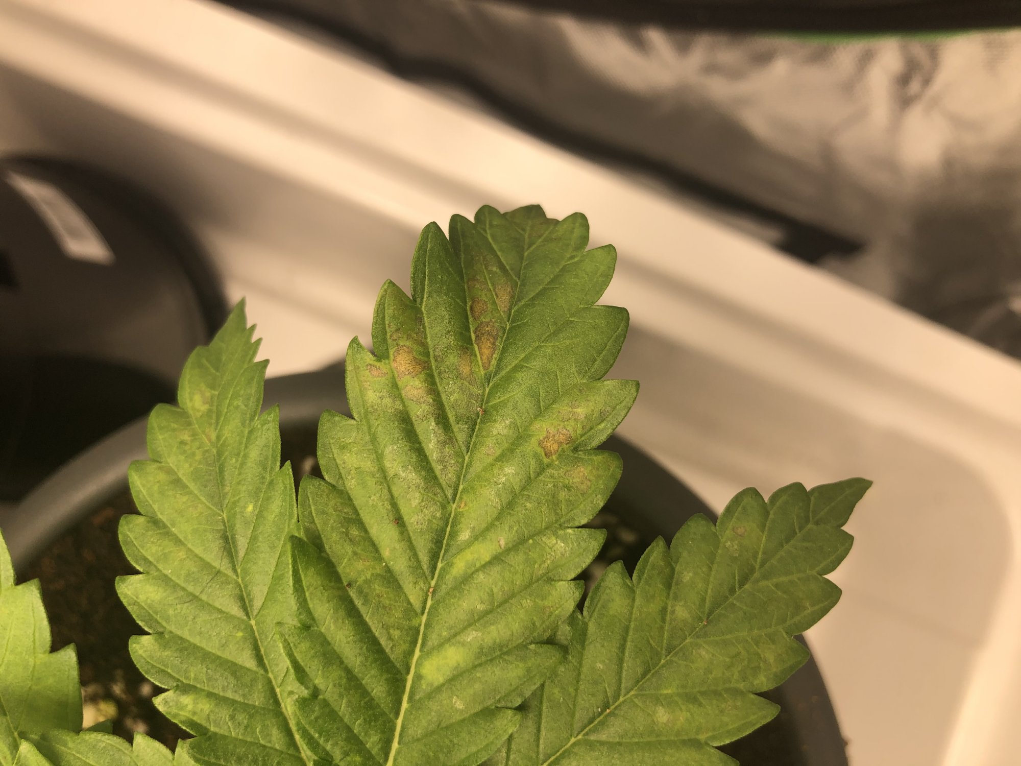 Can anyone identify the deficiency here 4
