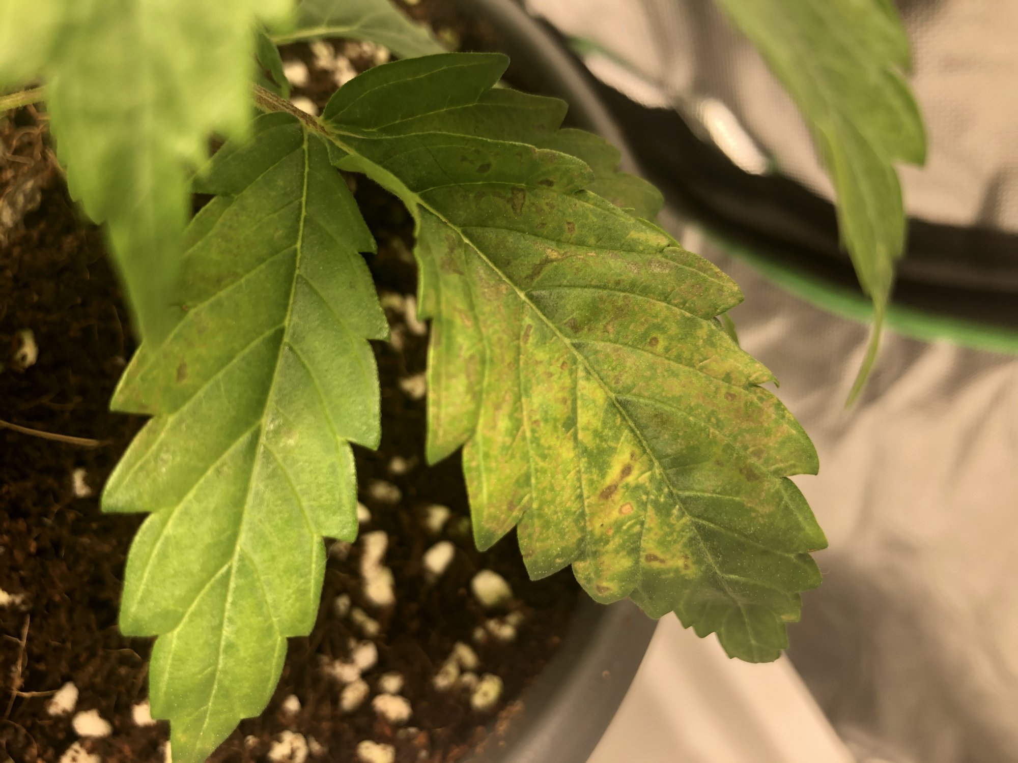 Can anyone identify the deficiency here 5