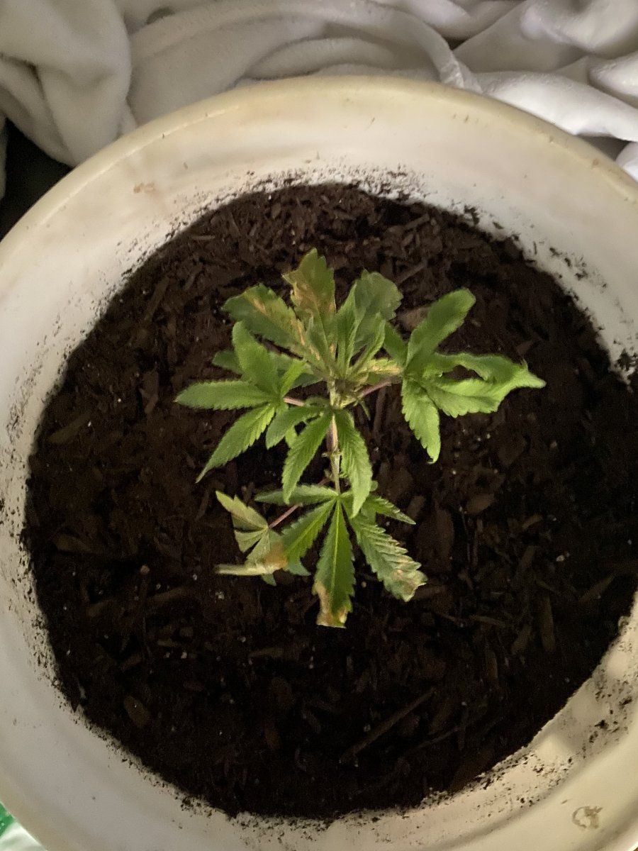 Can anyone identify the problem with my seedling 2