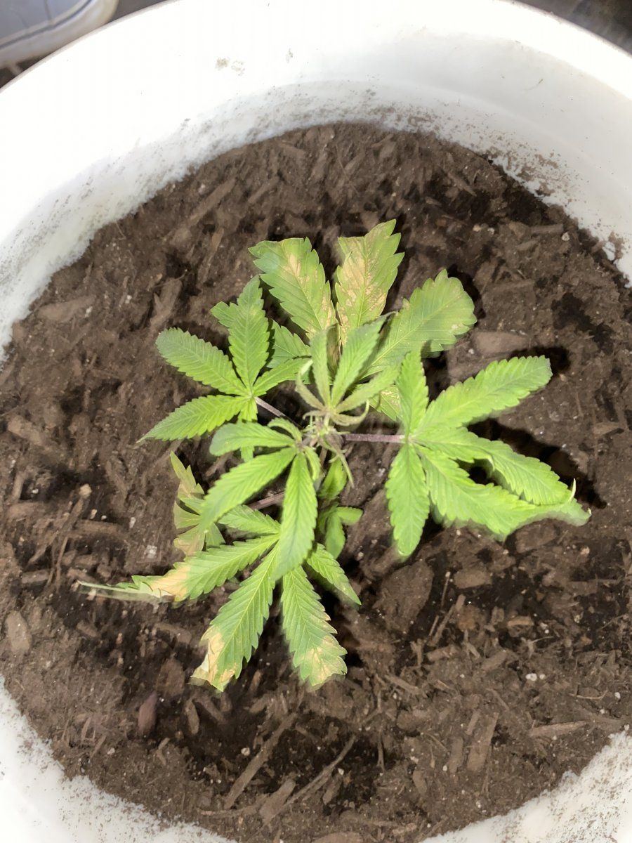 Can anyone identify the problem with my seedling