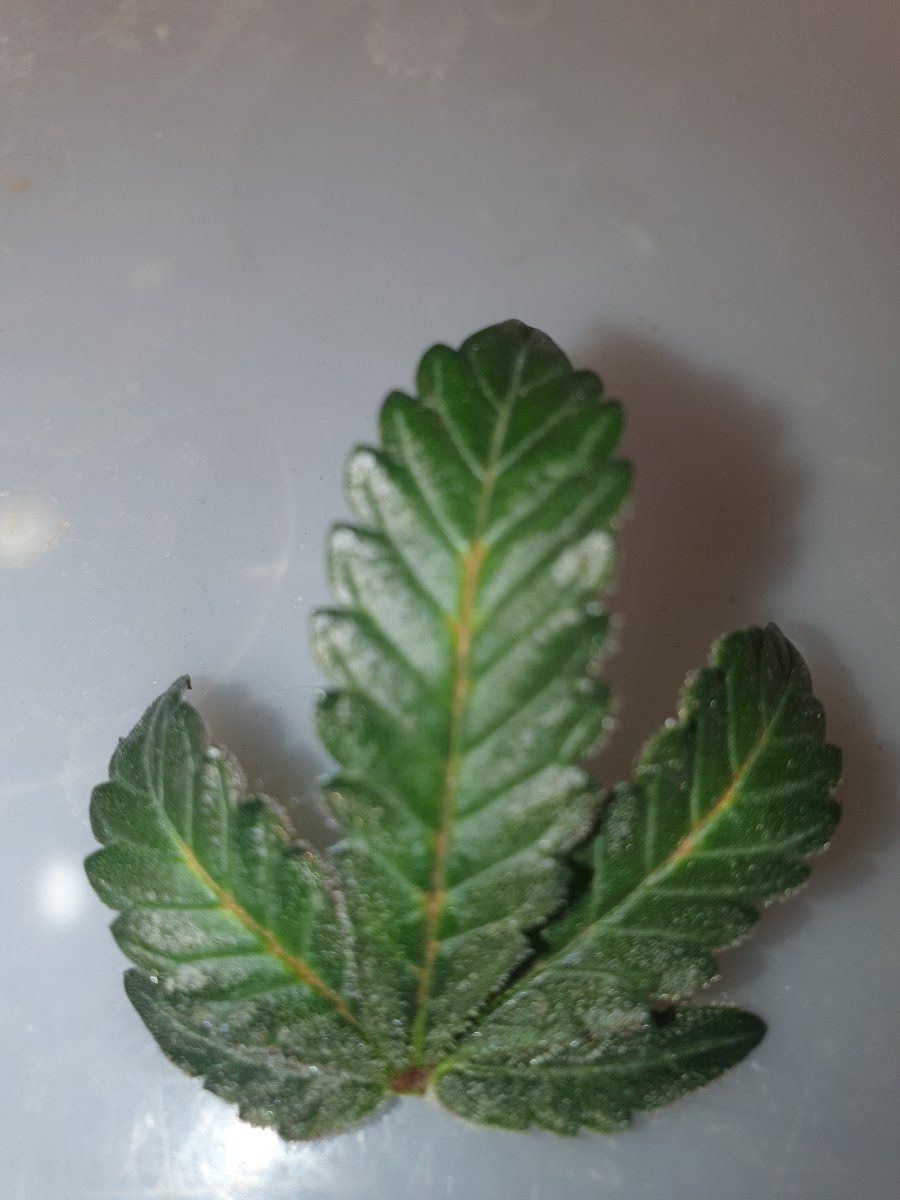 Can anyone identify this on leaf 2