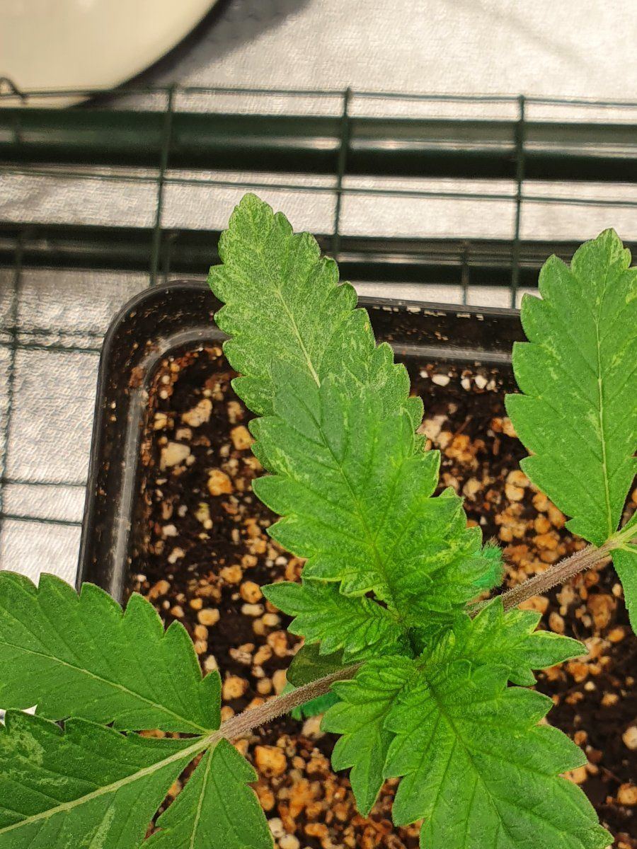 Can anyone identify this seedling problem 2