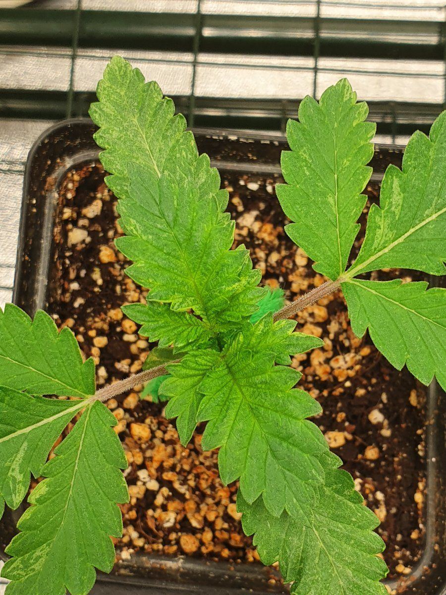 Can anyone identify this seedling problem 3