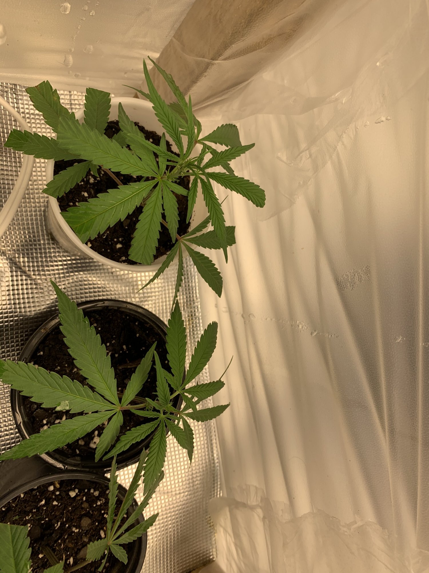 Can anyone tell me the success rate for starting clones in happyfrog 48hrs in when do i take 