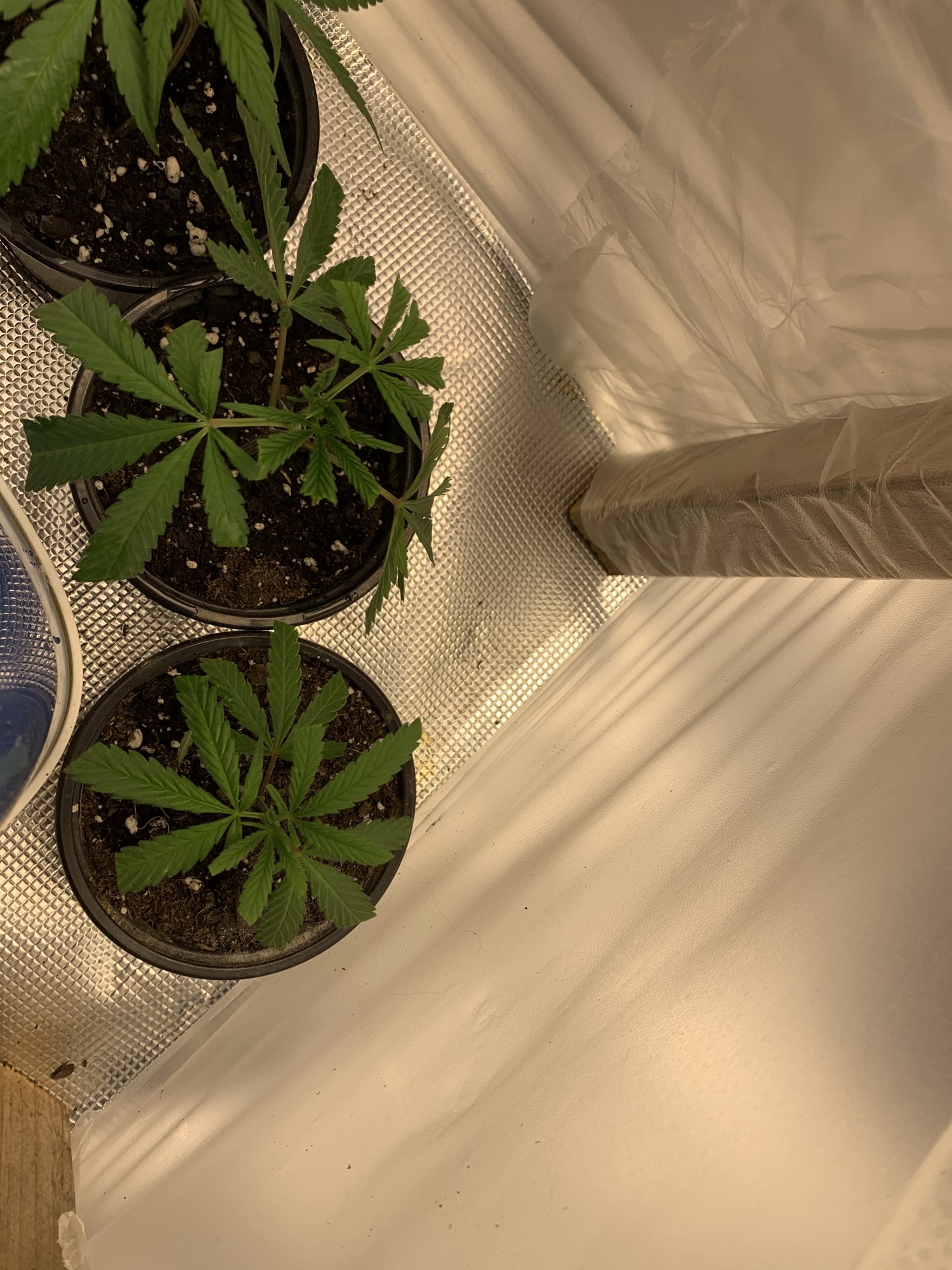 Can anyone tell me the success rate for starting clones in happyfrog 48hrs in when do i take 