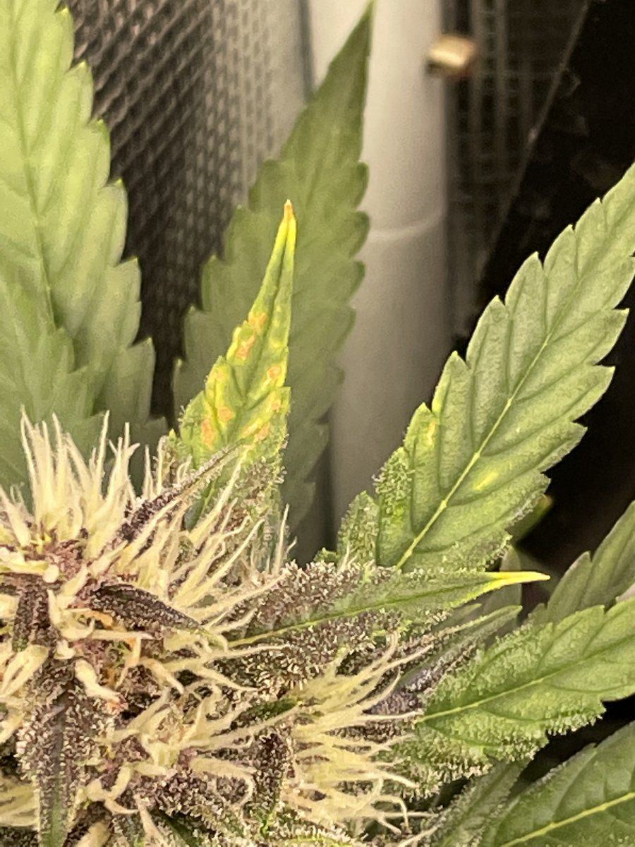 Can anyone tell me what are the orange spots on my girls leaves please