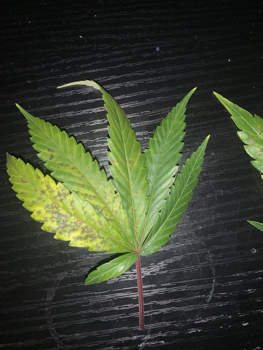Can anyone tell me what is wrong with these leafs 2