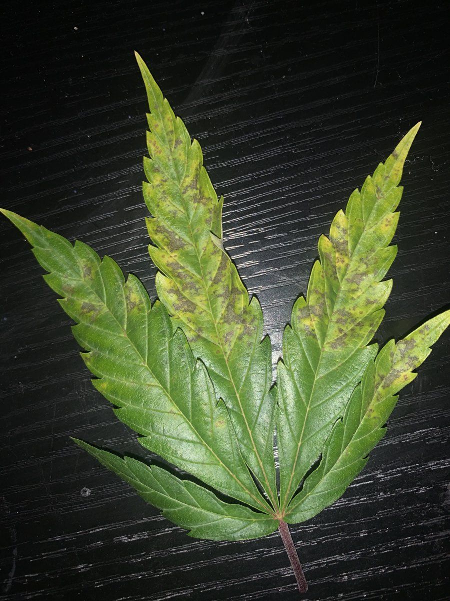Can anyone tell me what is wrong with these leafs