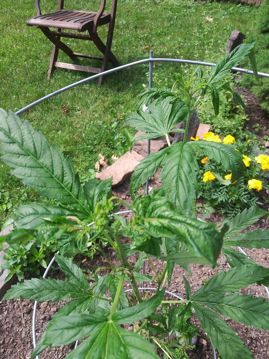 Can anyone tell me what the problem is with my plants 2
