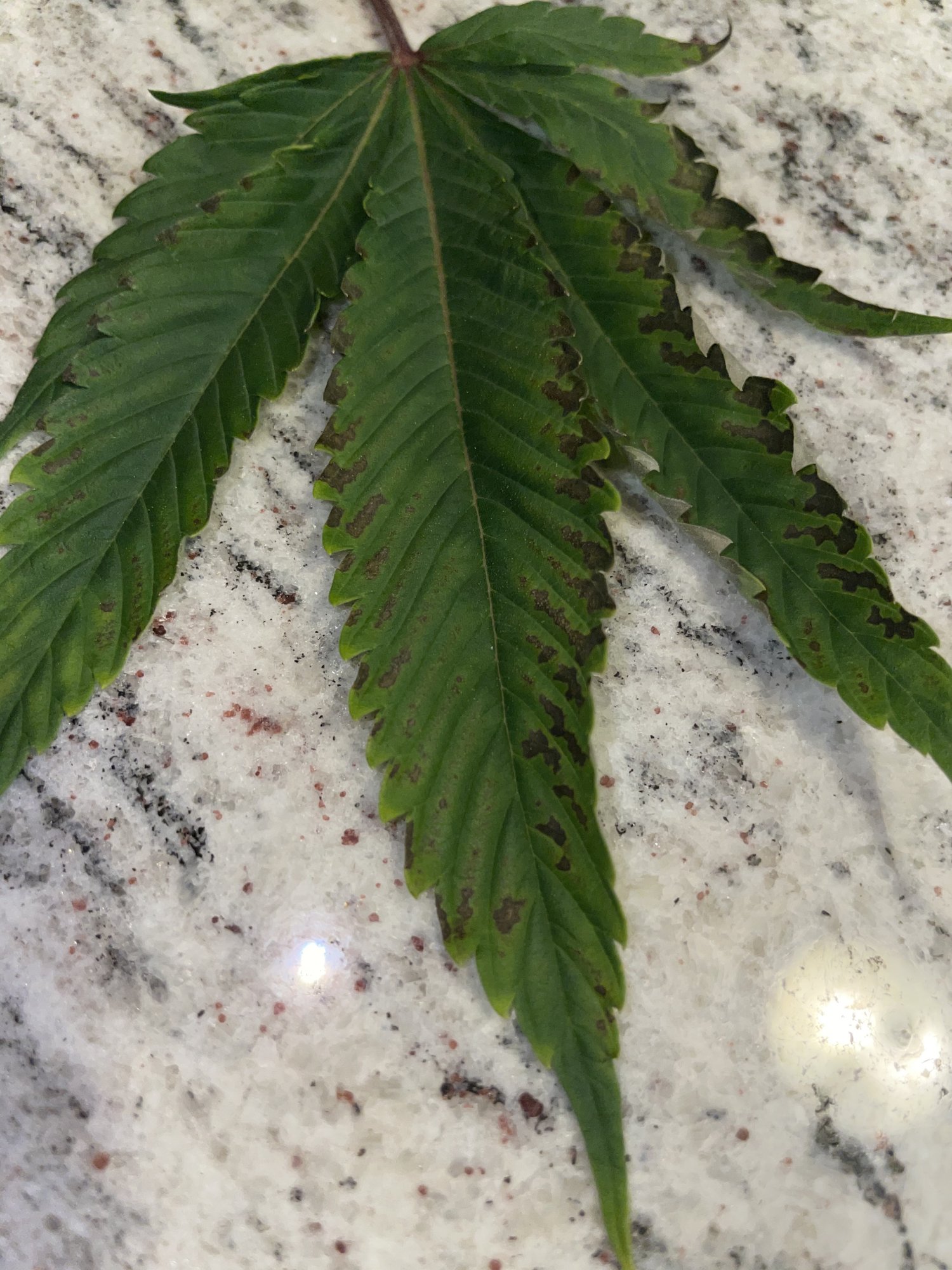 Can anyone tell me whats going on with my leaves