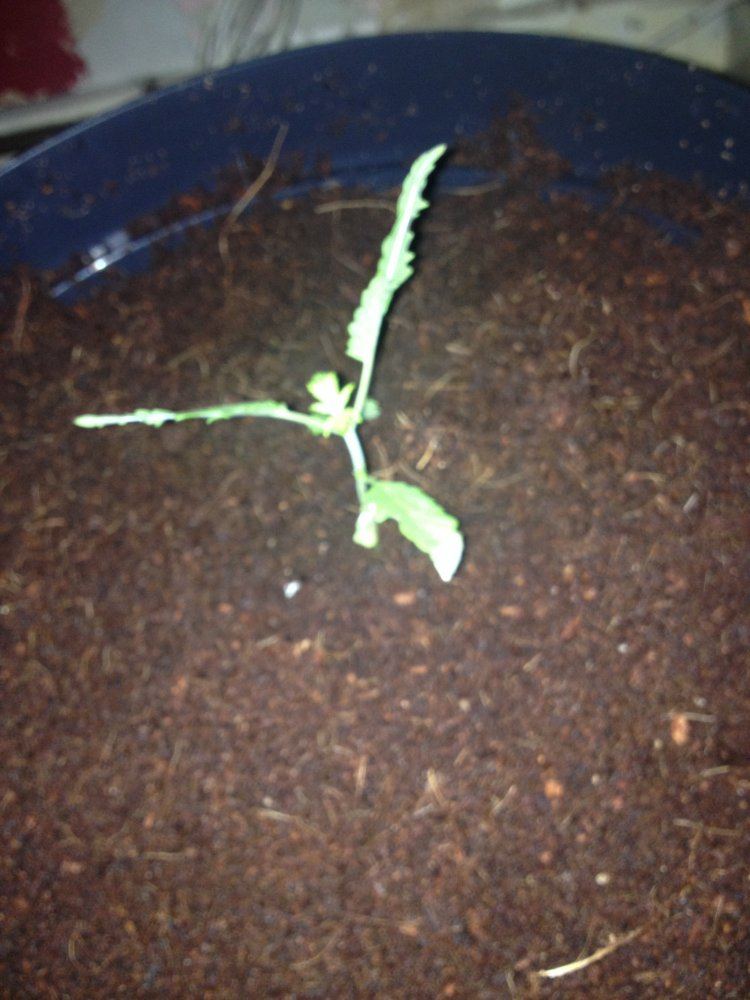 Can anyone tell me whats up with my plant