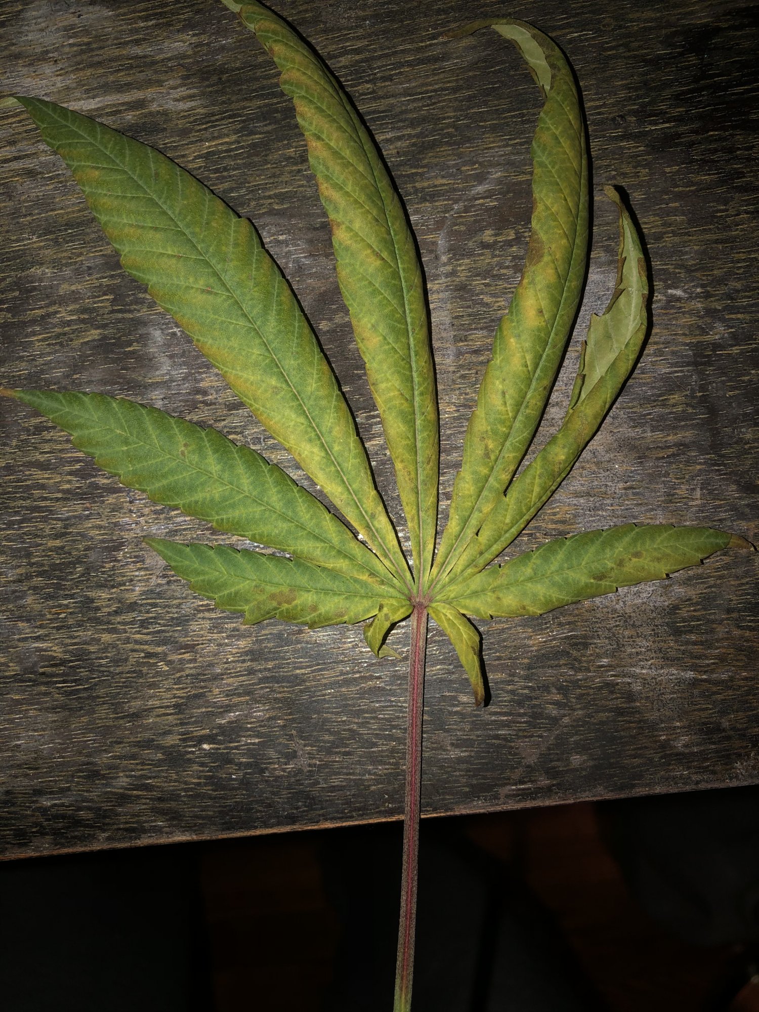 Can anyone tell me whats wrong with this leaf