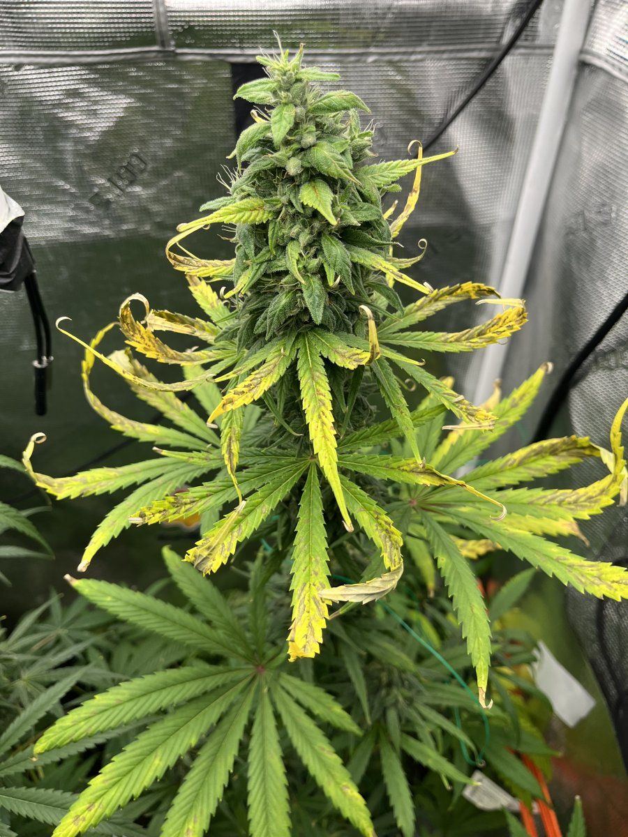 Can anyone weigh in on what this plant is deficient in