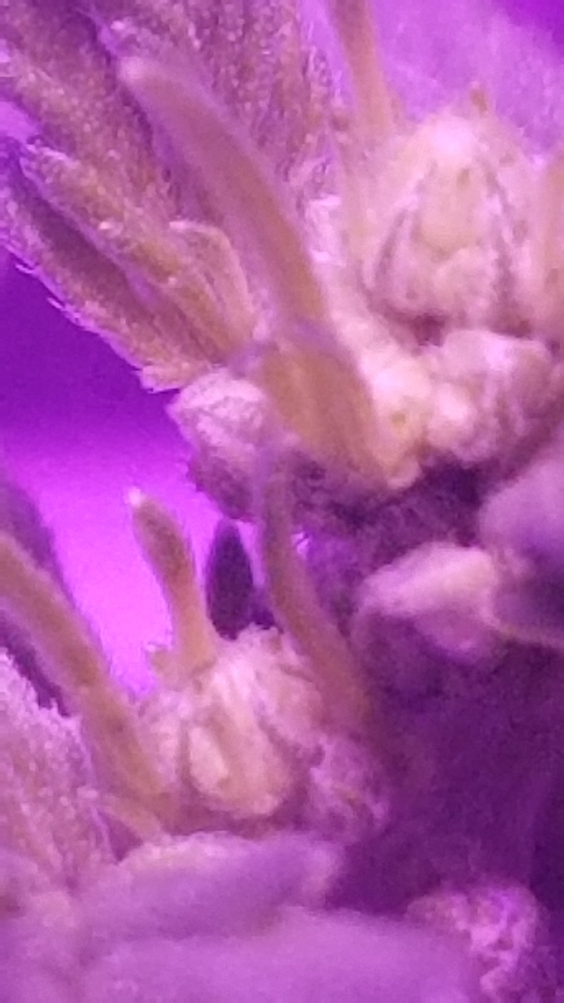 Can autos be male plants 2