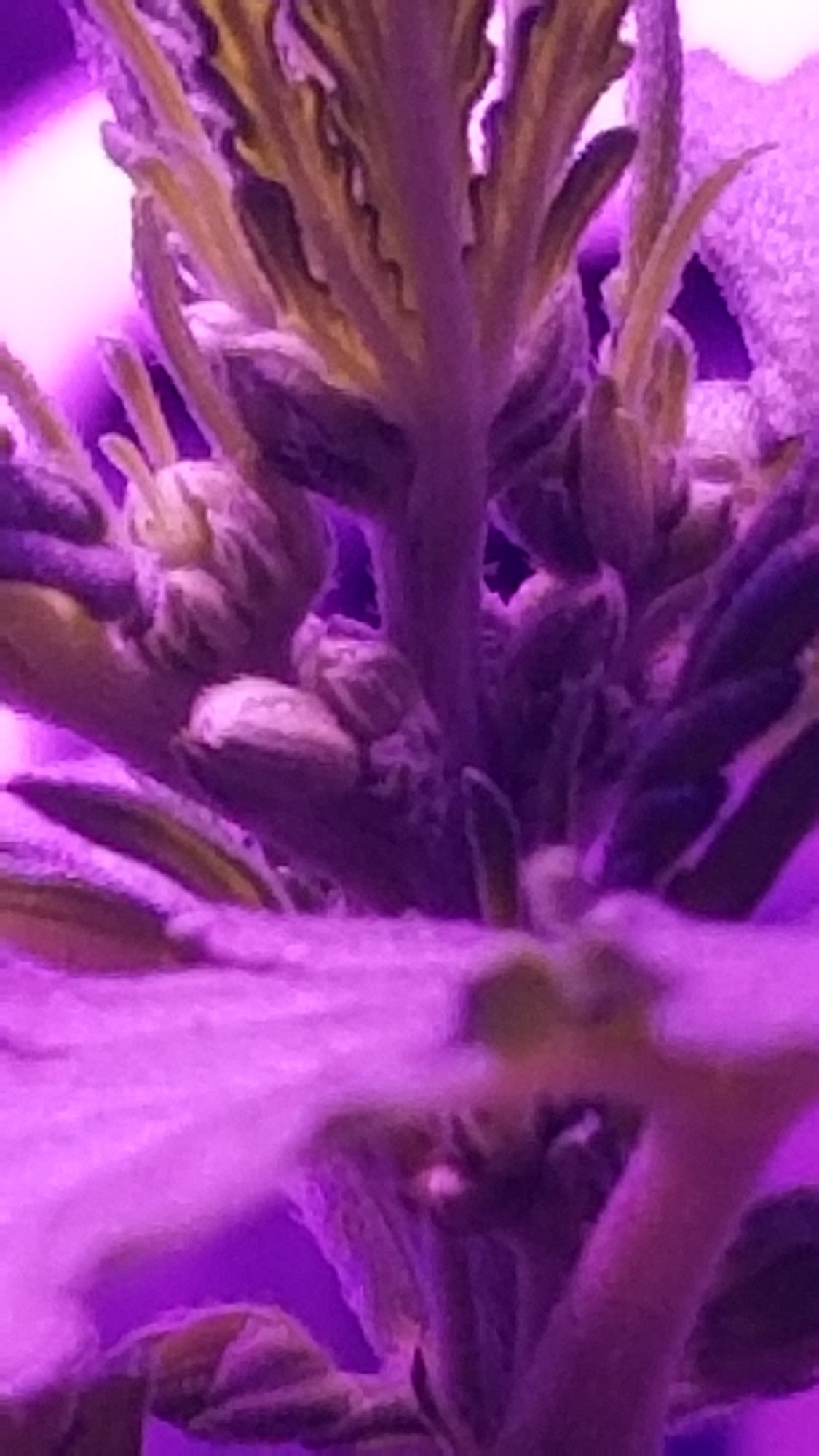 Can autos be male plants 3