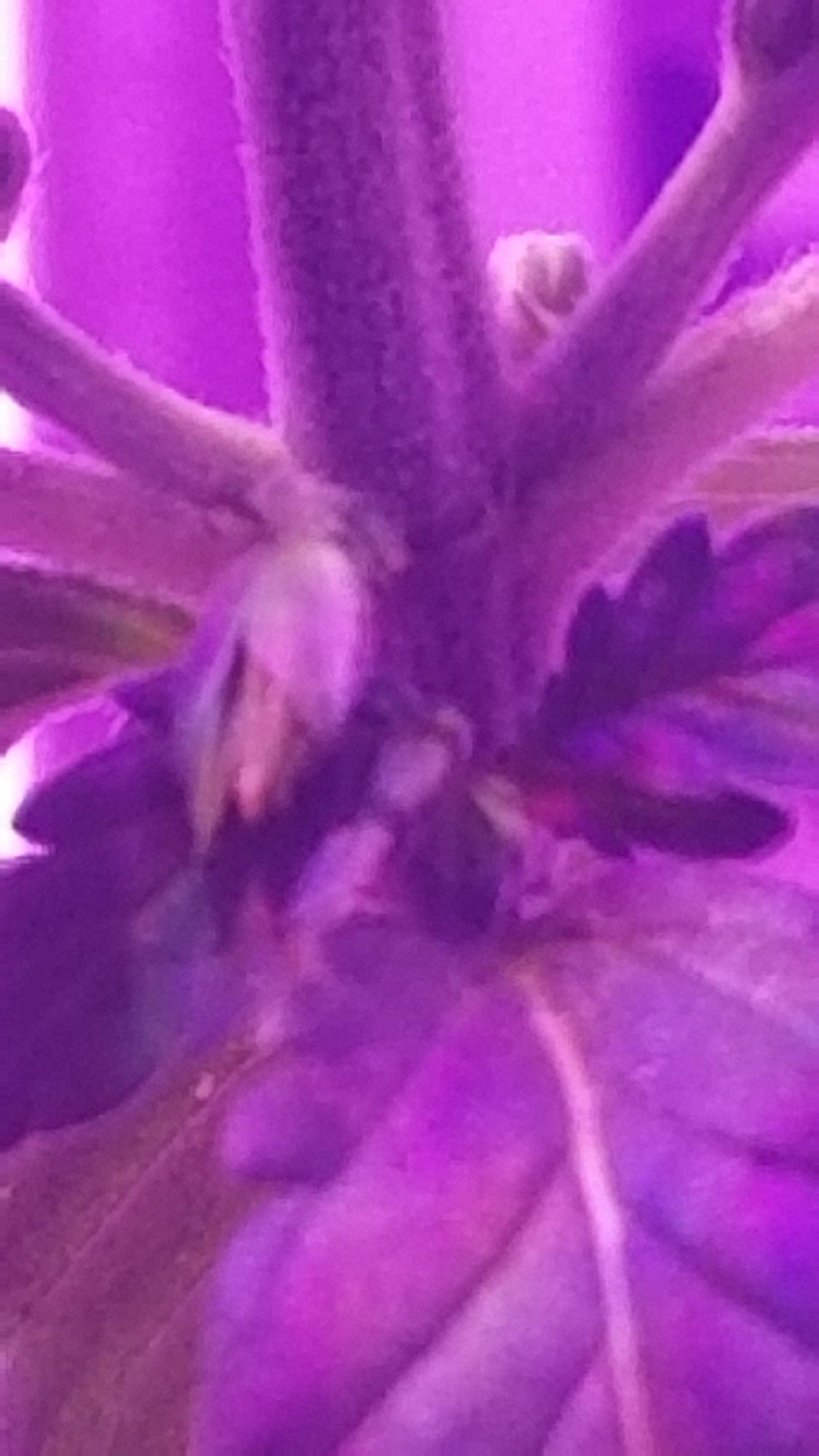 Can autos be male plants 4