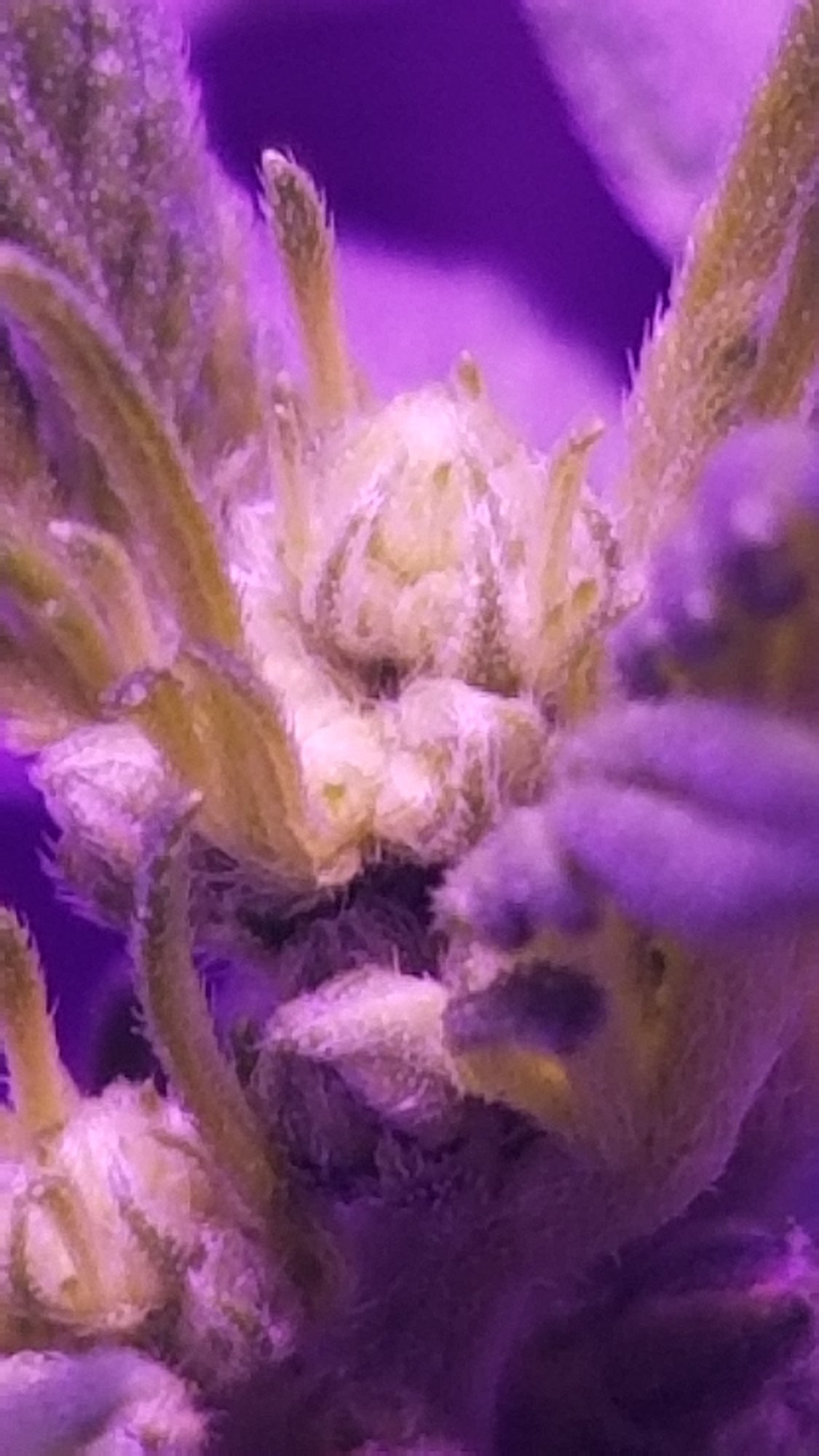 Can autos be male plants 5