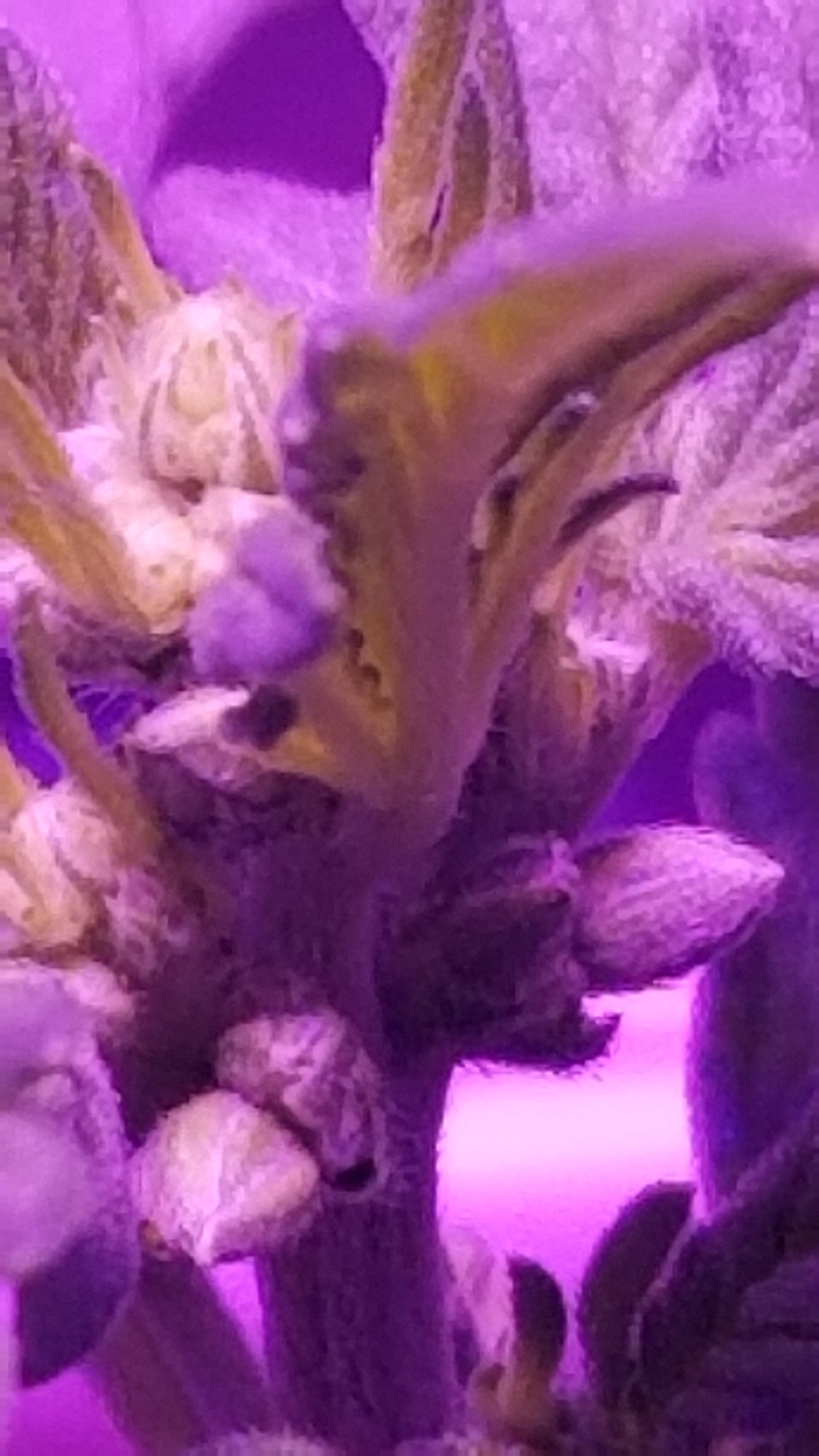 Can autos be male plants 6