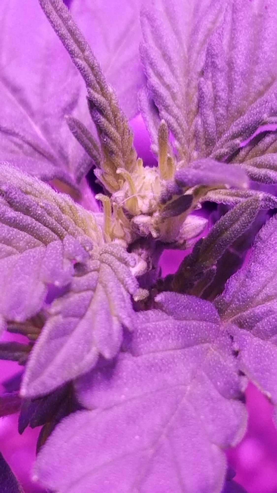 Can autos be male plants 7