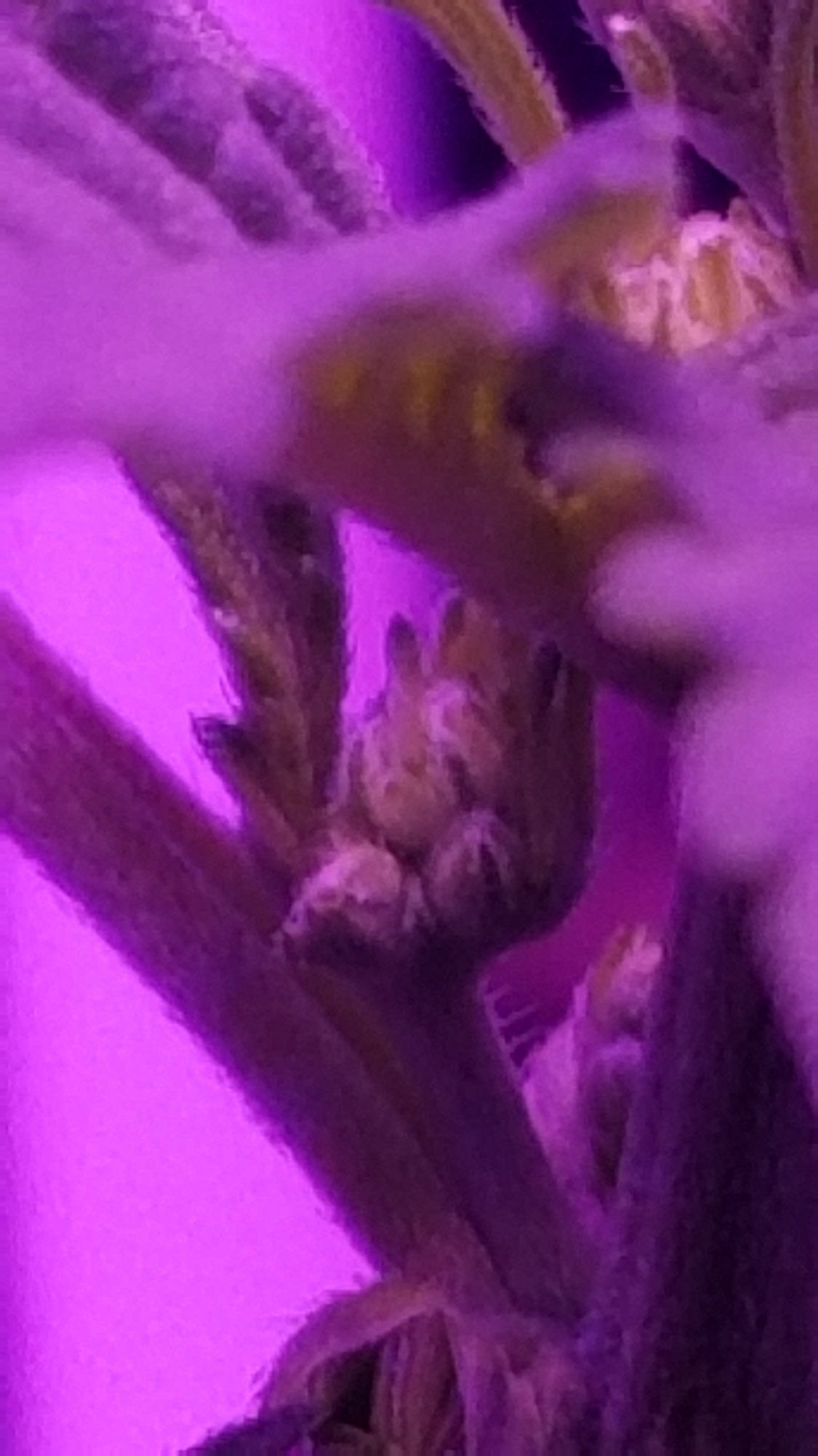 Can autos be male plants 8