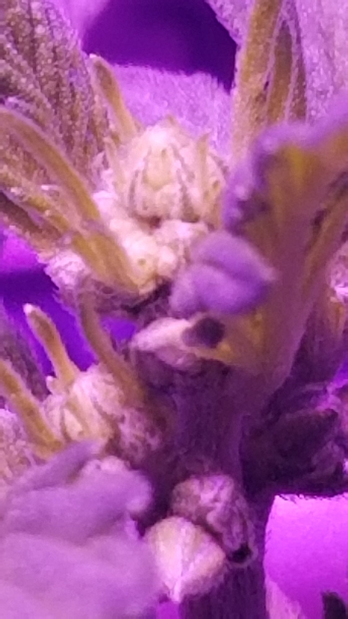 Can autos be male plants