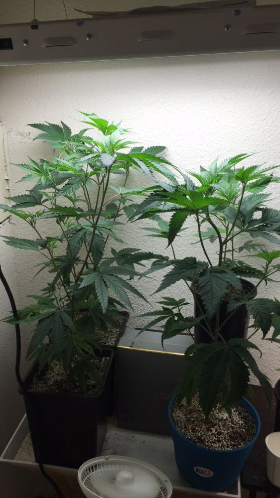 Can i get some help on these clones that are in veg 3