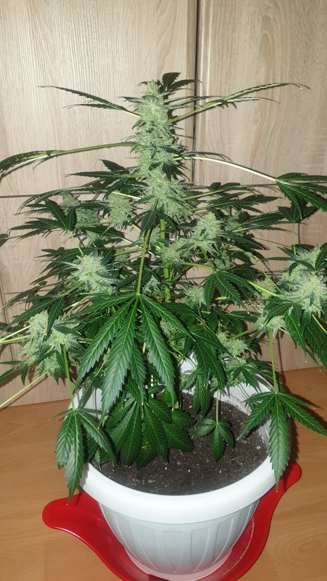 Can i harvest need help 8