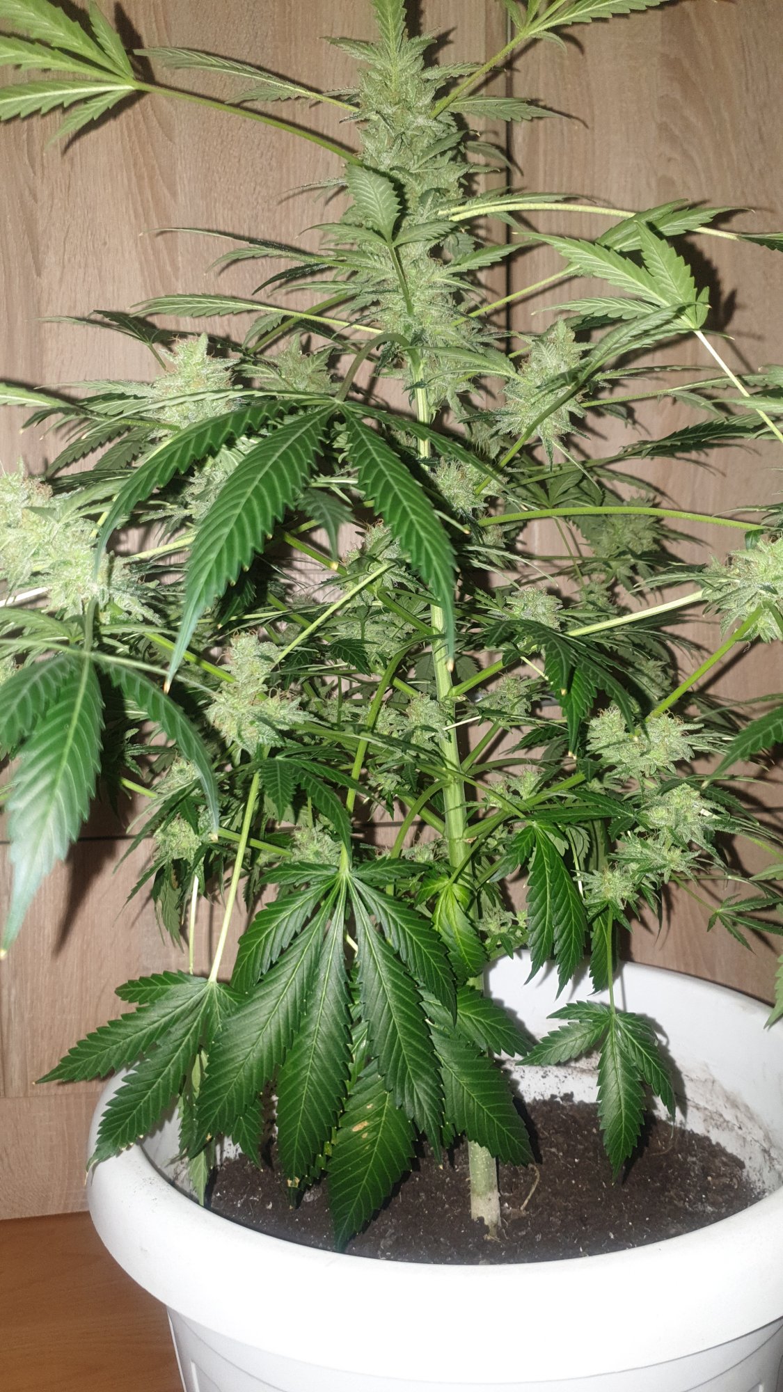 Can i harvest need help 9