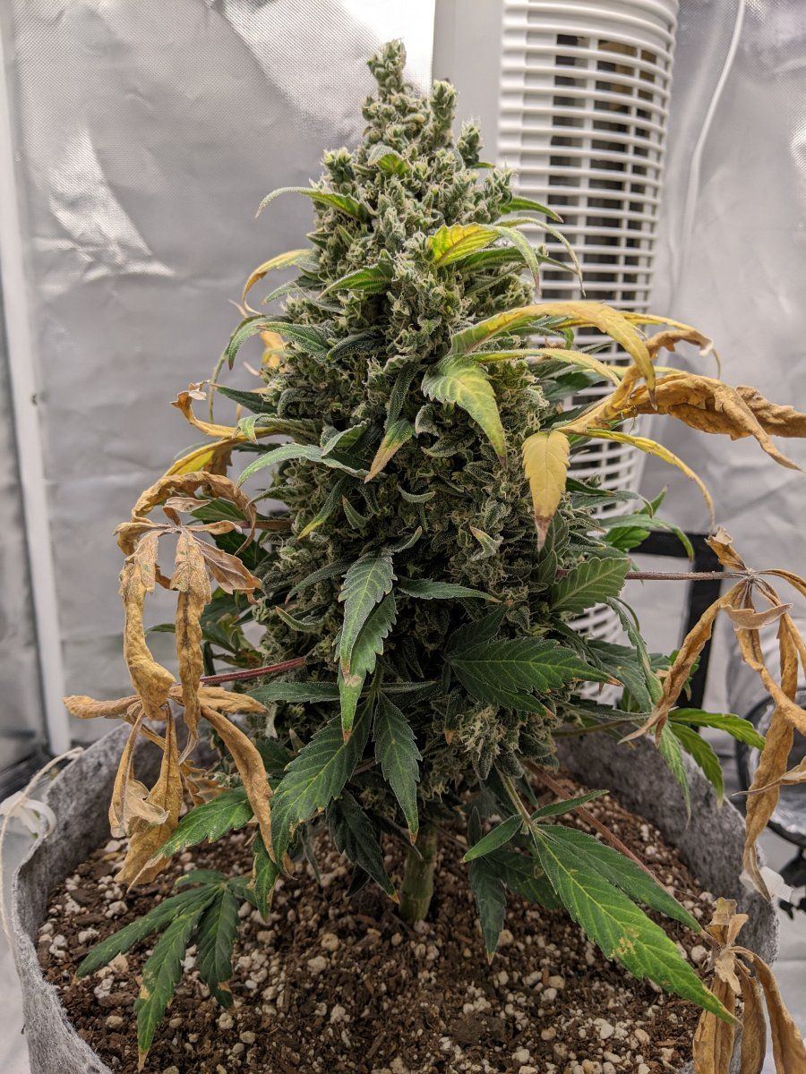 Can i harvest this girl yet zkittlez auto day 93 3