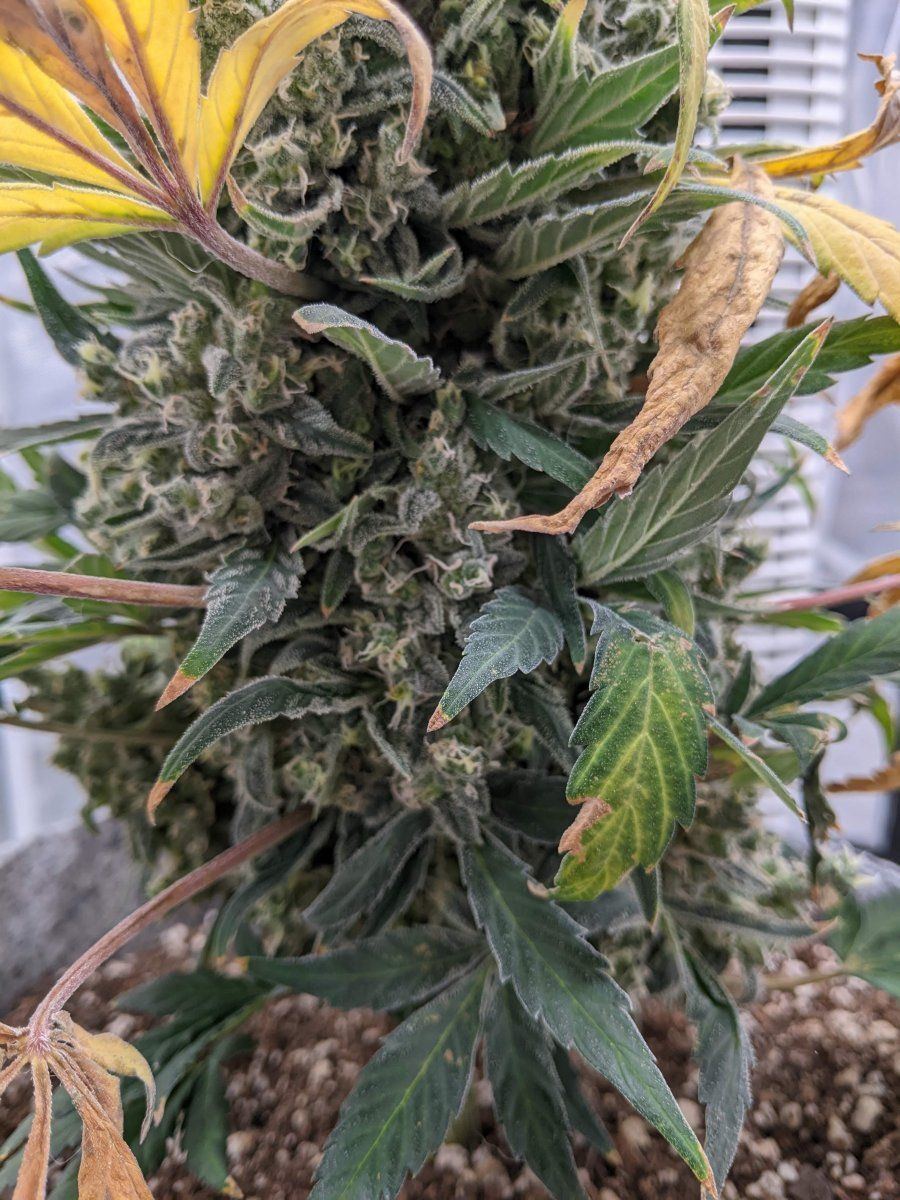 Can i harvest this girl yet zkittlez auto day 93 5