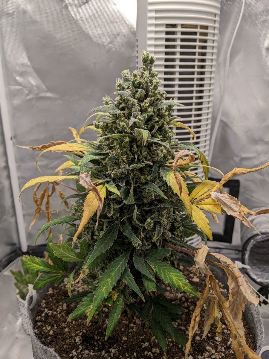 Can i harvest this girl yet zkittlez auto day 93