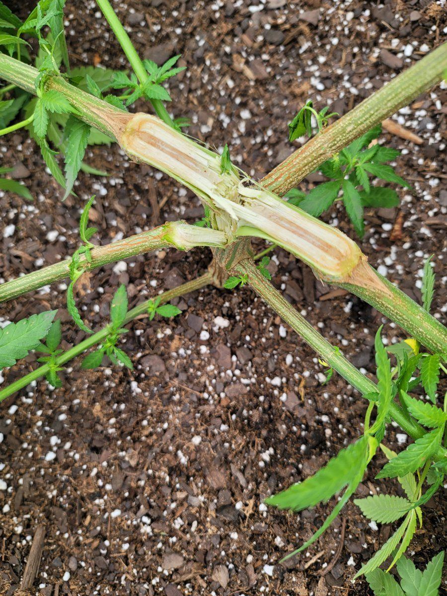 Can i save this plant 2