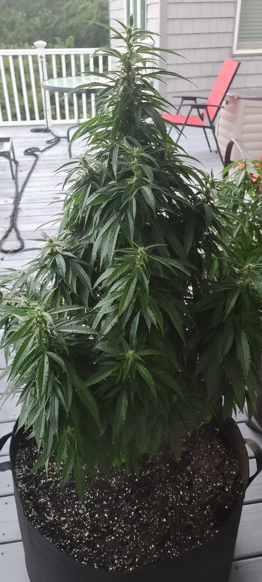 Can i still top outdoor plants 4