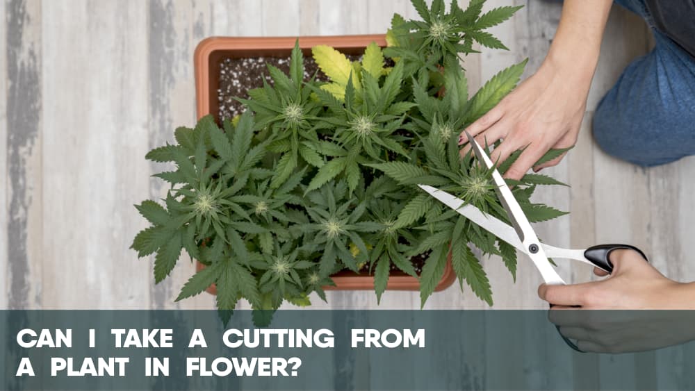 Can I take a weed cutting from a plant in flower