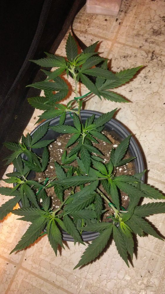 Can i top all shoot on this clone for a bigger bush