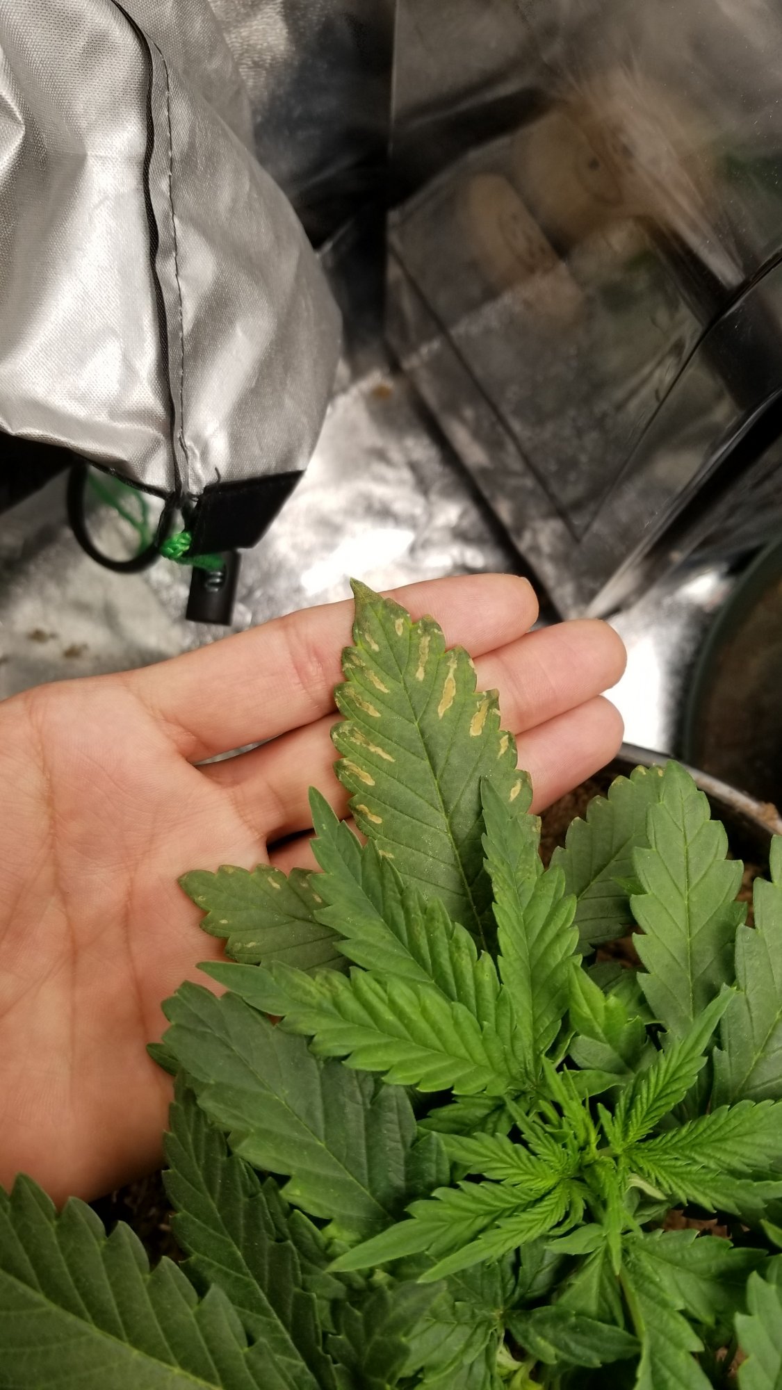 Can my fellow growers help me with this