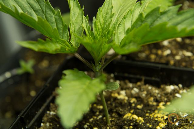 Can plants be showing signs of sex 2