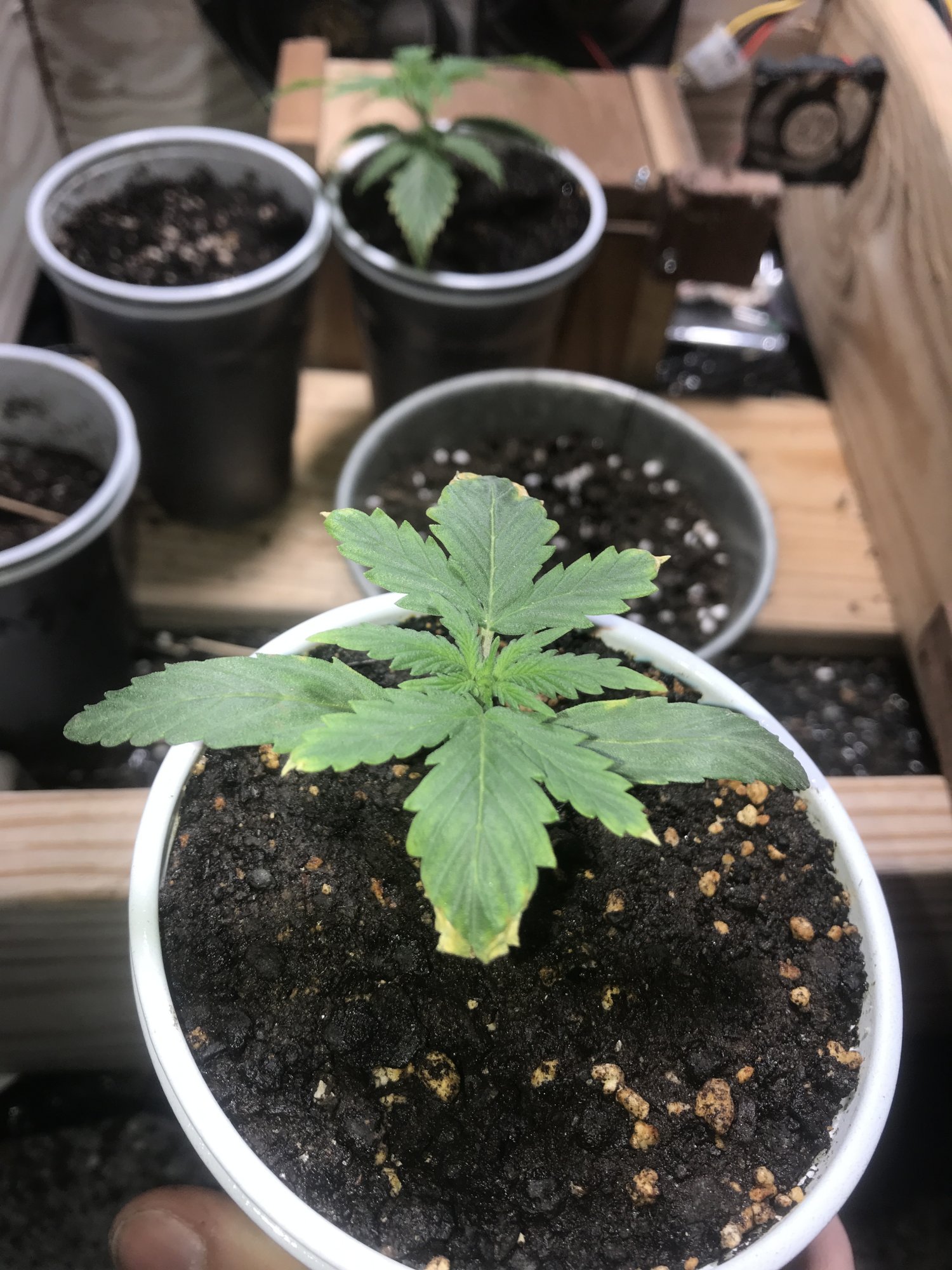 Can some one help me identify the problem with my seedlings
