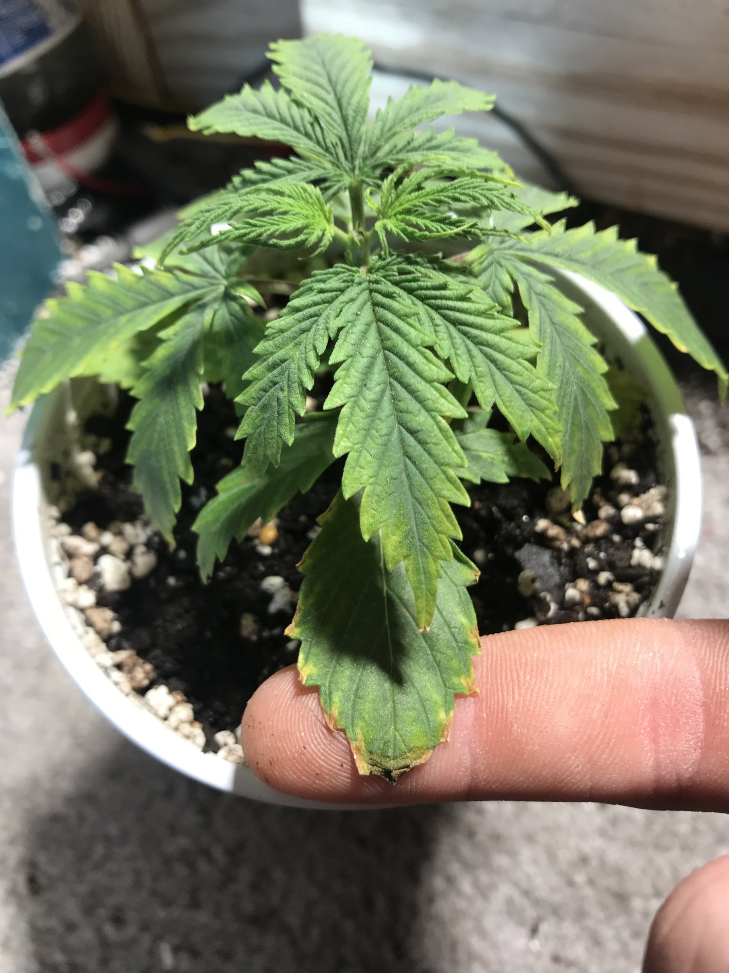 Can some one tell me what is wrong with my plant 2